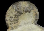 Unusual, Triassic Ammonite (Ceratites) Fossil - Germany #94059-2